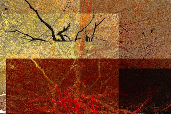 soil